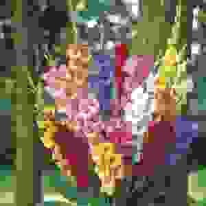 Mix Gladiolus Bouquet (24 Stems)