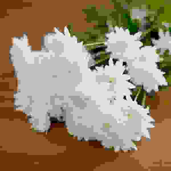 White Imported Daisies