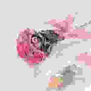 Pink 10 Imported Roses