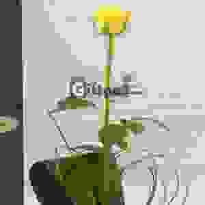 Imported Rose Long Stem 1 Yellow